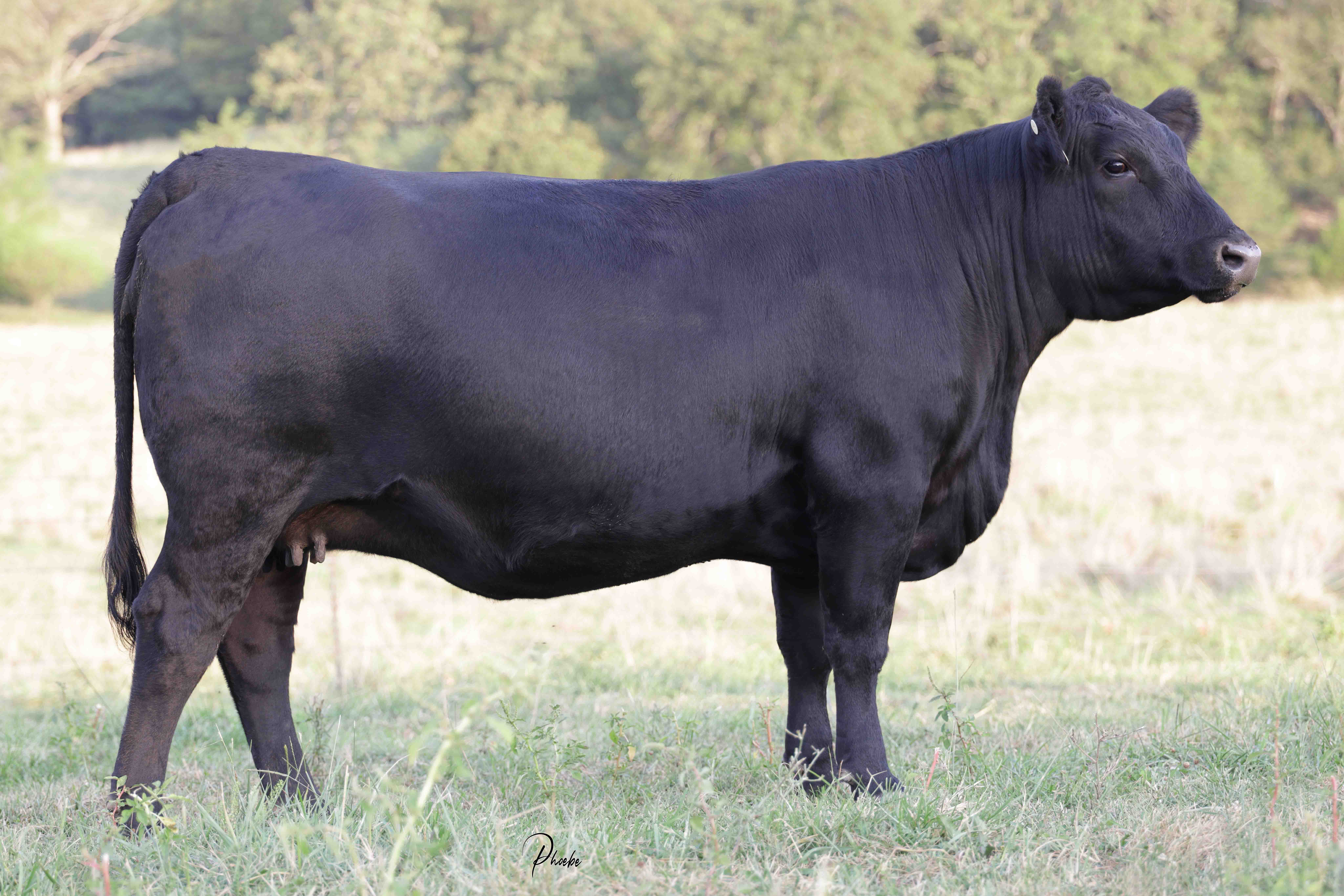 WRR Angus Cattle for Sale